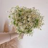 Bridal Bouquet - Chamomile